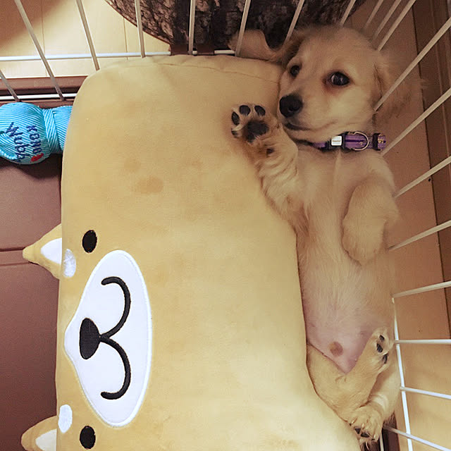 uninekoさんの実例写真