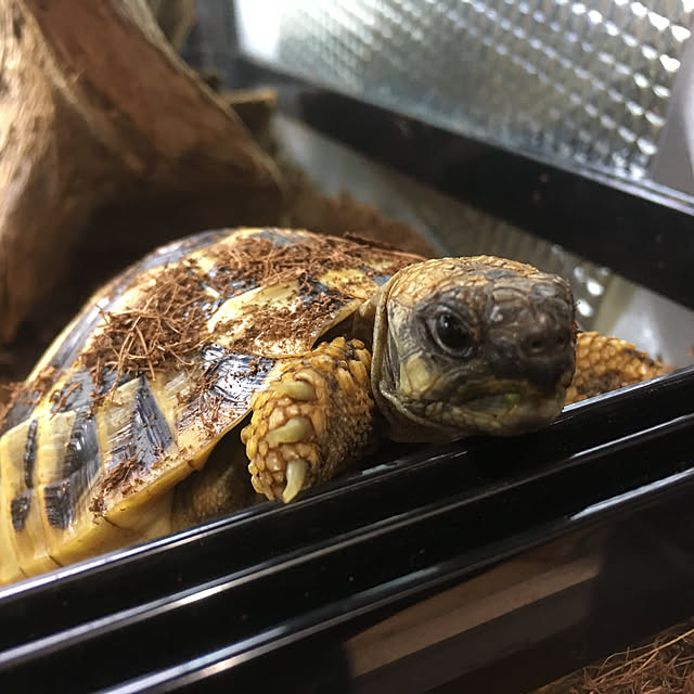 Ryokoさんの実例写真