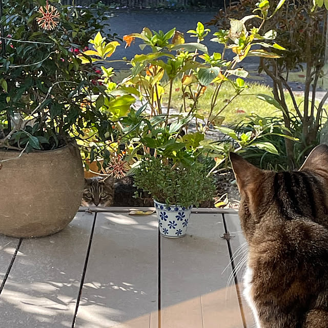 nobikoさんの部屋