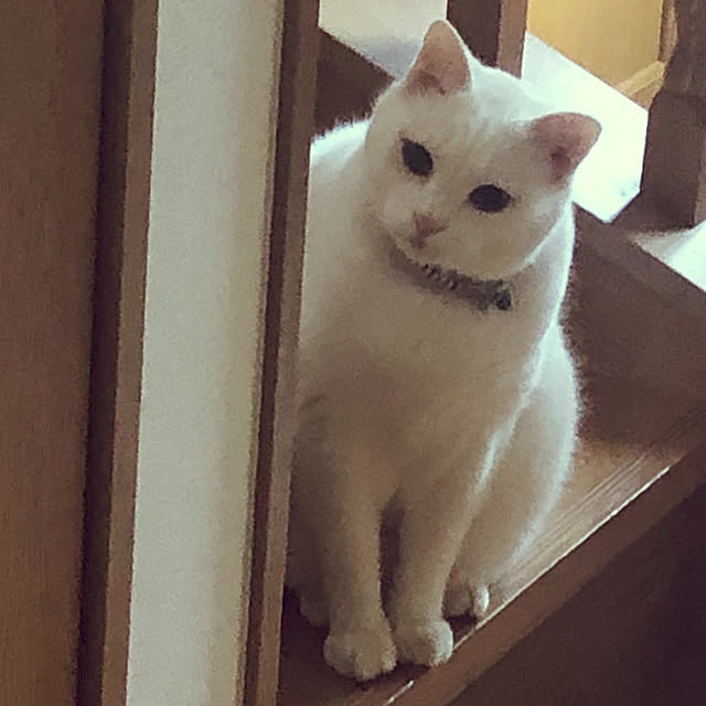 tekokaasanさんの実例写真