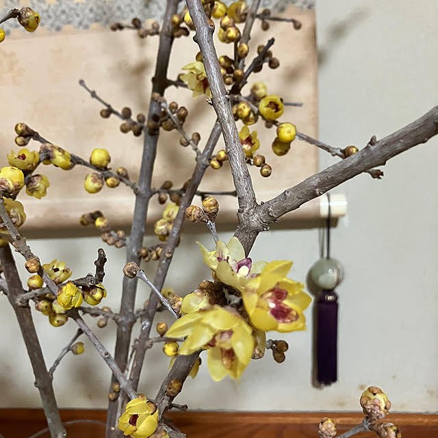 koroさんの実例写真