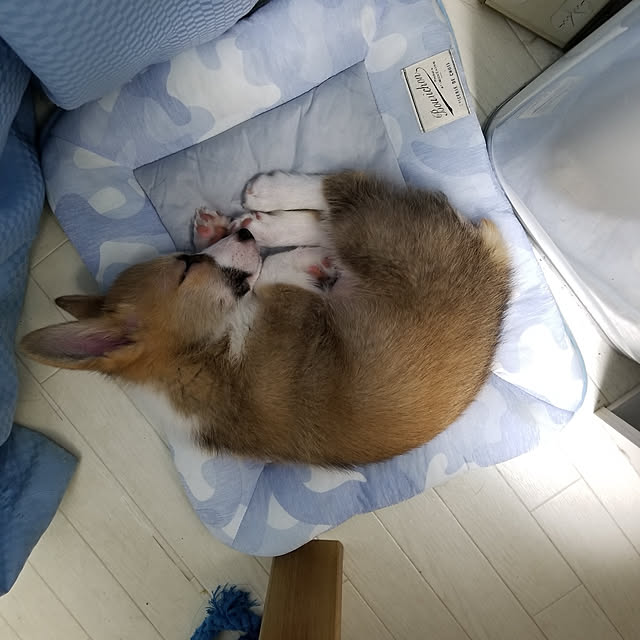shihokoさんの実例写真