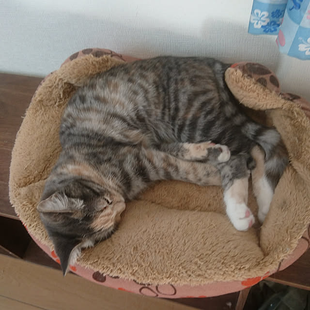 shinobuさんの実例写真