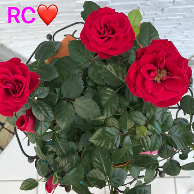 Ruriさんの実例写真