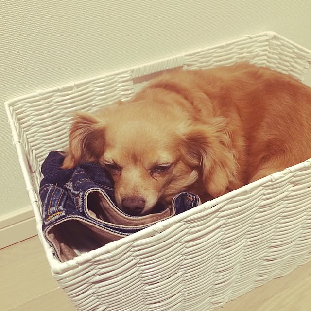 ayapiiiiceさんの実例写真