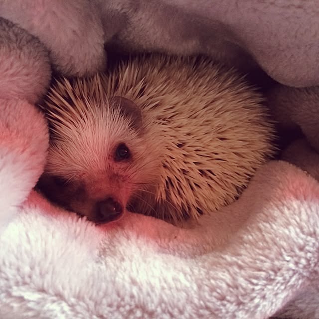 017さんの実例写真