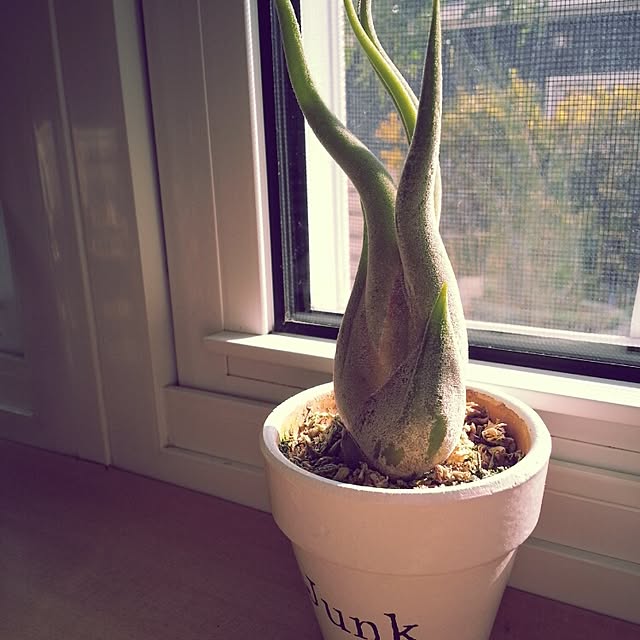 tototoさんの実例写真