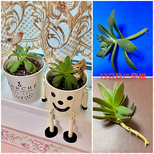 pinaminさんの実例写真