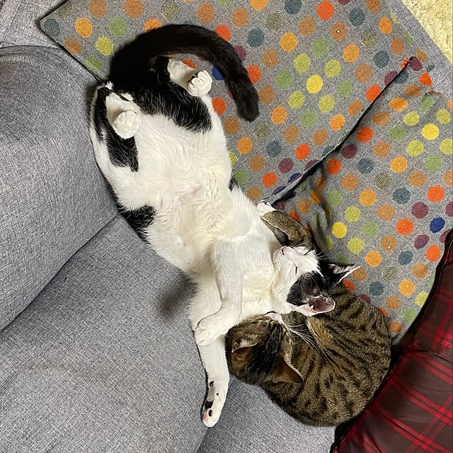 nobikoさんの実例写真