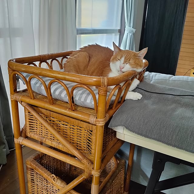 cacaoさんの実例写真