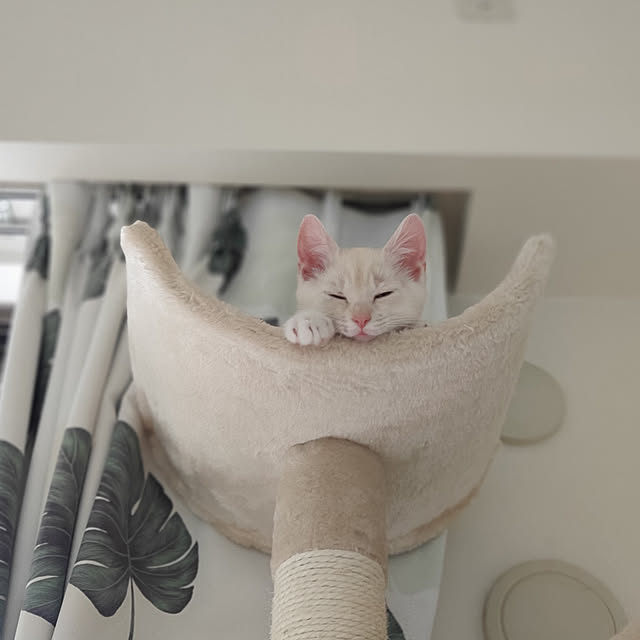 Ai_Mさんの実例写真