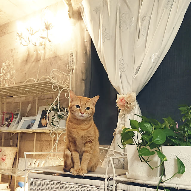 asuminさんの実例写真