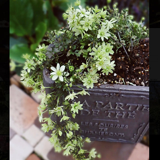 glassflowerさんの実例写真