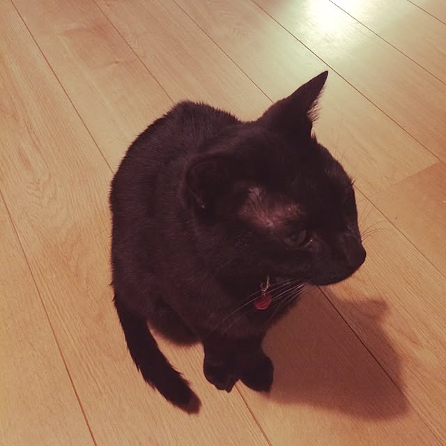 sho.さんの実例写真