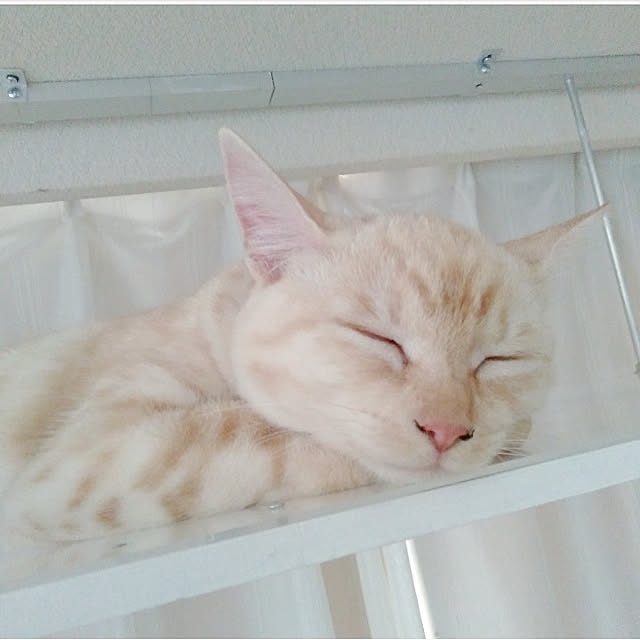 heart.emiemi57.whiteさんの実例写真