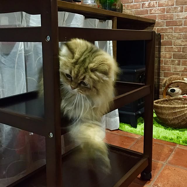 butachanさんの実例写真
