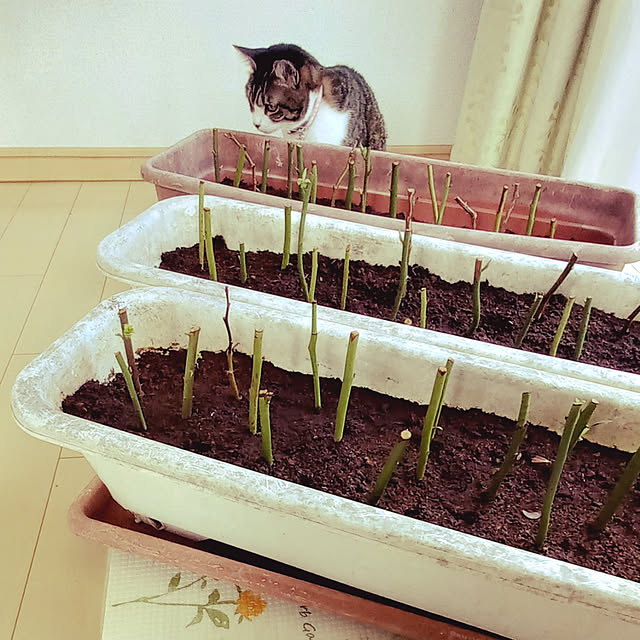 civicglさんの実例写真