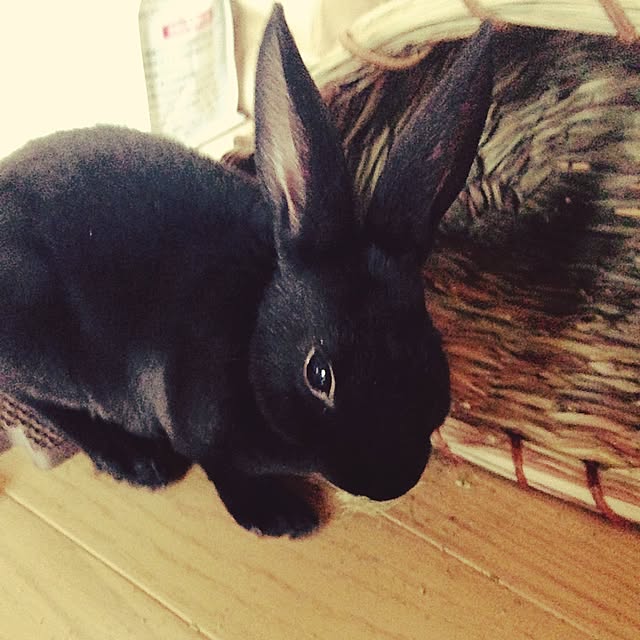 daydreamさんの実例写真