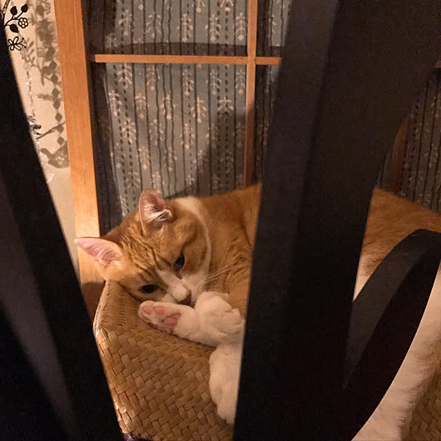 nyanko-beamさんの実例写真