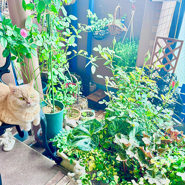 naokoさんの実例写真