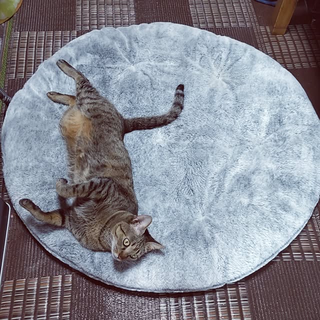 tantomeenさんの実例写真