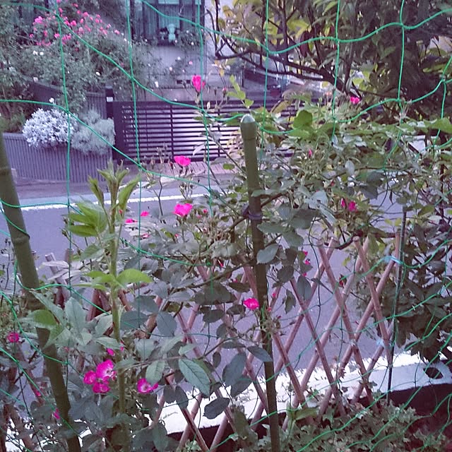 yutorogiさんの実例写真