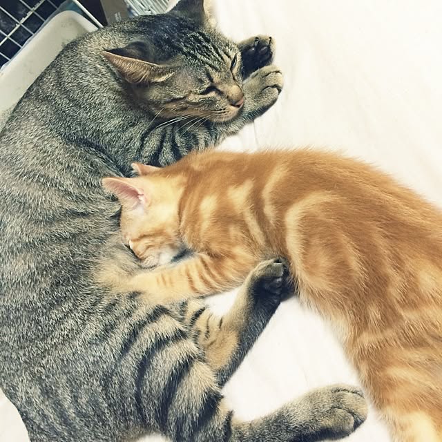 nora_koさんの実例写真