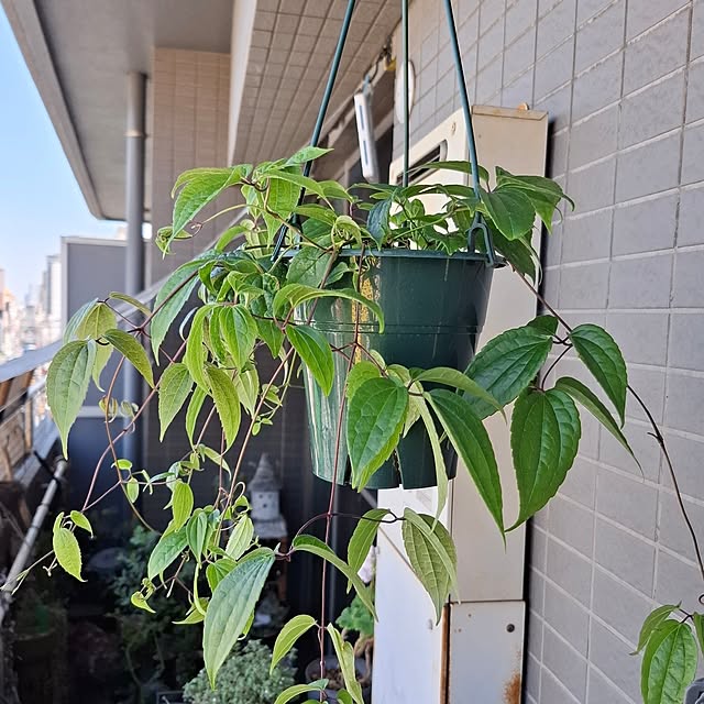 noaさんの実例写真