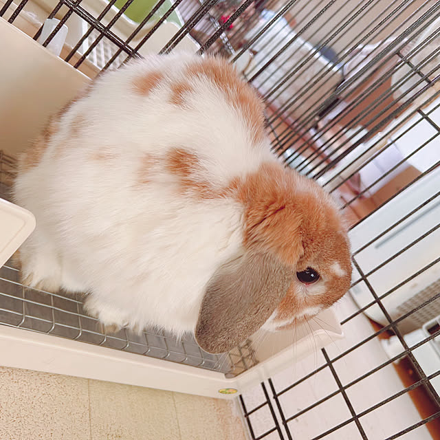 prelumoさんの部屋