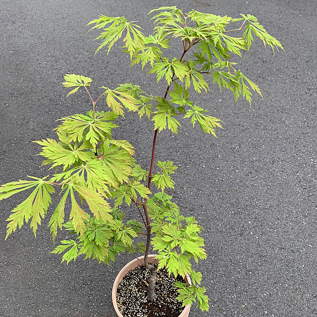 poi.cueさんの実例写真