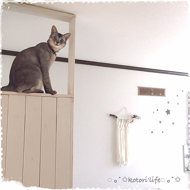 kotoriさんの実例写真