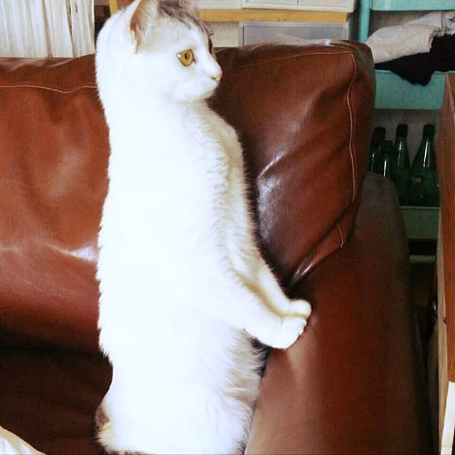 Miechamさんの実例写真