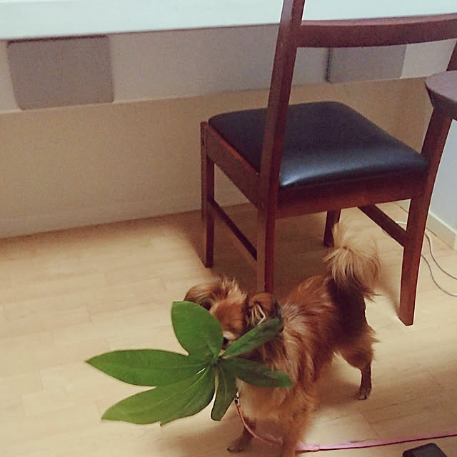 toratanさんの実例写真