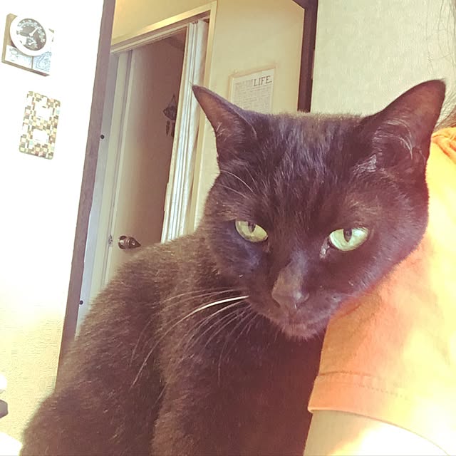 shigimiさんの実例写真