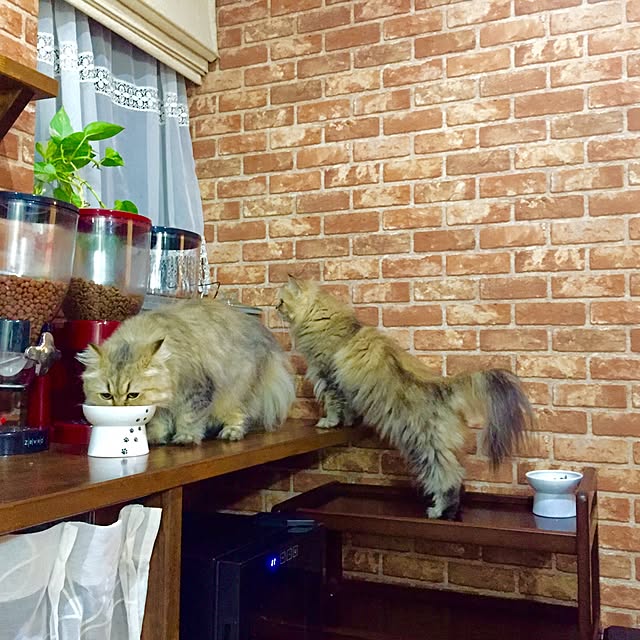 butachanさんの実例写真