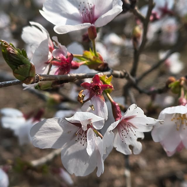 Rubiconさんの実例写真