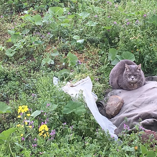 kmakkyiさんの実例写真