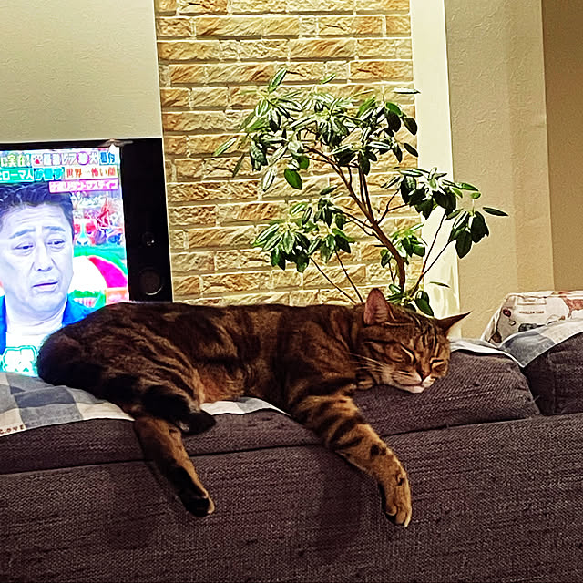 yさんの実例写真