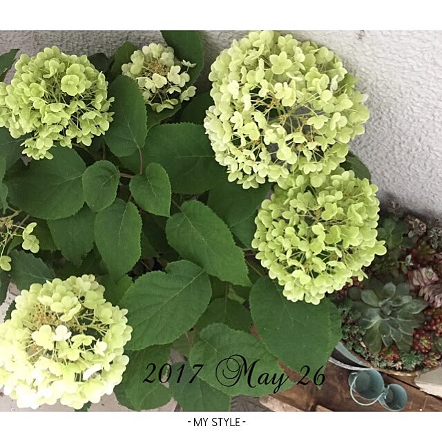 mockさんの実例写真