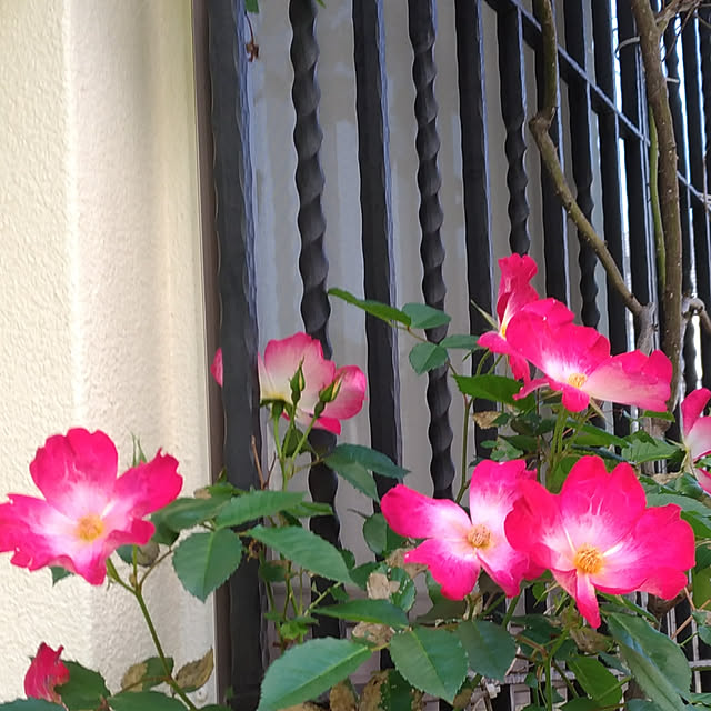 magnoliaさんの実例写真