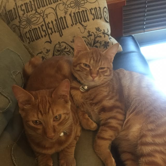 junさんの実例写真