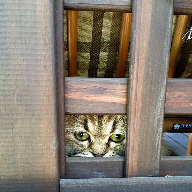 butachanさんの実例写真