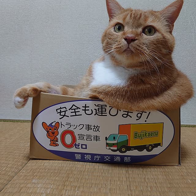 toramamaさんの実例写真