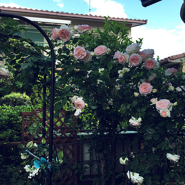 m-ktry.0530mikaさんの実例写真