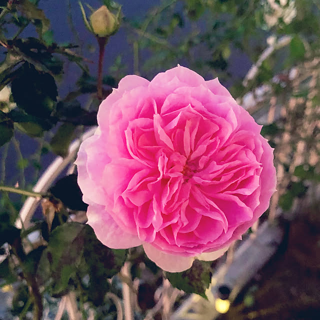 tomoさんの実例写真