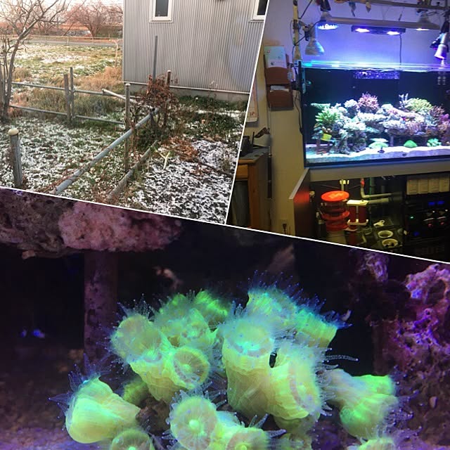 aquarium_seaさんの実例写真