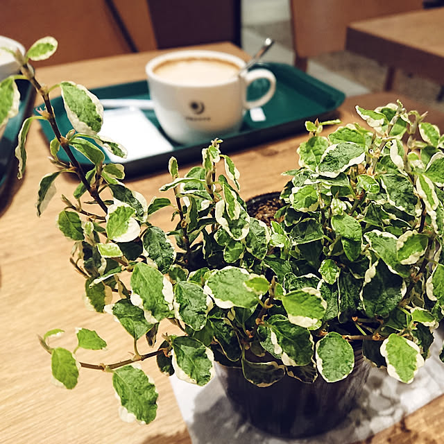 kogumaさんの実例写真