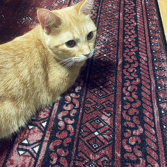 okogeさんの実例写真