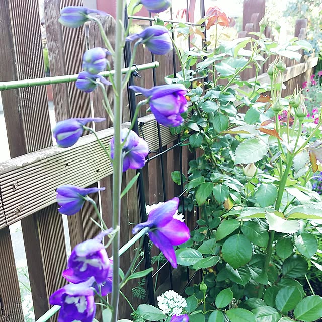 VIORAさんの実例写真