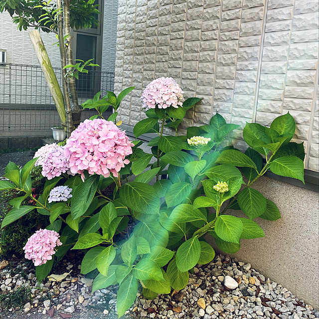 yumi.coroさんの部屋